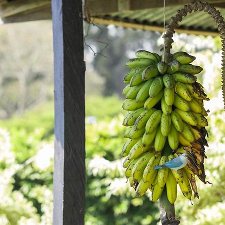 Апартаменти Coffee Garden Ranch Costa Rica Concepcion  Екстер'єр фото